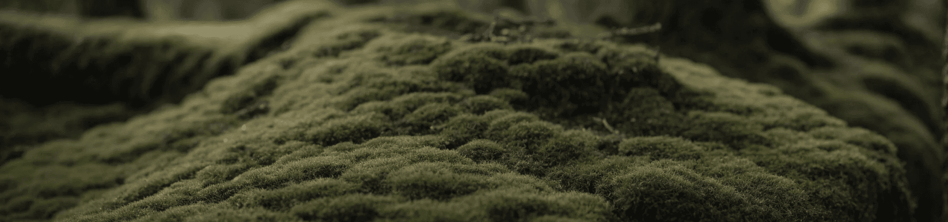 Natural moss texture divider